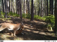 Trail Cam Captures Cougar Killing Fawn