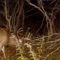 trail cam pic from 2011