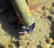 Trout Eating Mouse