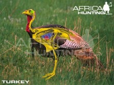 Turkey Hunters