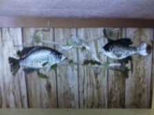 two crappie fish