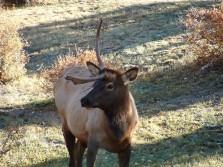 Unicorn Elk