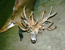 What State is this Non-Typical Buck From?