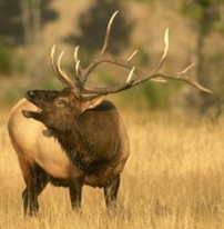 West Virginia May Reintroduce Elk Hunting