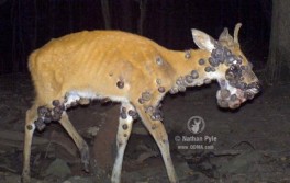 What's the heck is wrong with this deer?