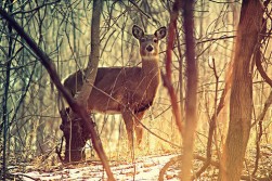 Awesome Pic of a Doe