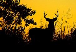 Big Buck as the Sun Goes Down