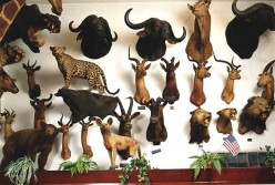 Whoa! Wall of Trophies Animals