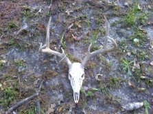 WIDE 7 point skull i found while squirrel huntin !