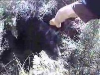 Wild boar rips injured Hunter while hog hunting with dogs