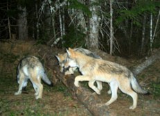 wolf pack in WA State