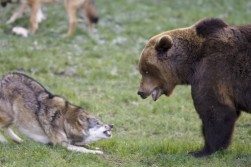 Wolf vs bear.