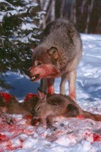 Wolfs: Not a Hunter's Best Friend