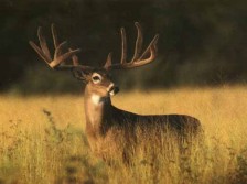A very wide rack whitetail