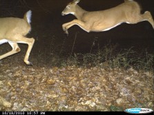 2 doe from friends trail cam