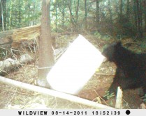 2011 Bears