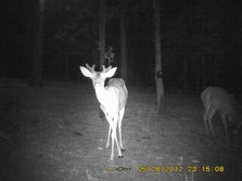 2012 backyard Deer