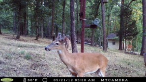 2012 backyard Deer