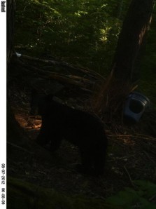 2012 Bear season soon to start