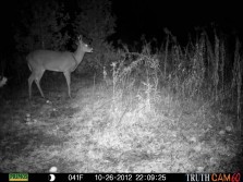 2012 Trail Cam Teasers