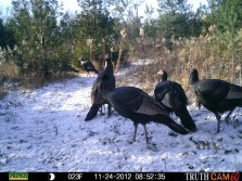 2012 Trail Cam Teasers