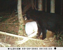 600+lbs. Black Bear!