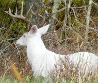 Albino Bambi