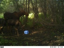 august game cam