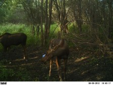 august game cam