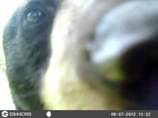 Bear Eating Game Cam