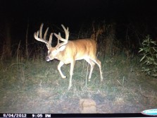 Big 2012 Trail Camera Buck