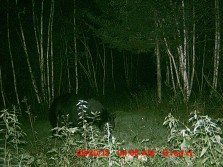 Big boar late bear season