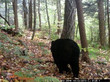 Bigwoods bears