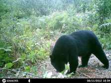 Black bears in Whitfish.