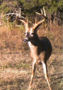 Bluffport Deer