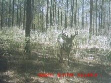Bucks of Head Hunters Hunting Club