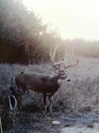 Can you believe how big this buck is?