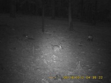 Coyote, Opossum, Bunnies, Fox