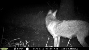 Coyote, Opossum, Bunnies, Fox