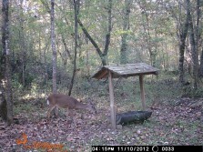 Deer Pics 2012 pt 1