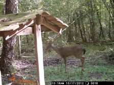 Deer Pics 2012 pt 1