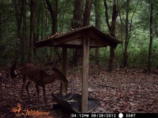 Deer Pics 2012 pt 3