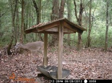 Deer Pics 2012 pt 3