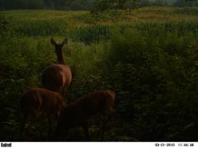 doe and 2 bambi's