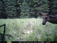 Elk in the cam