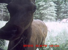Elk in the cam