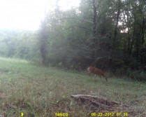 First time using a trail cam.