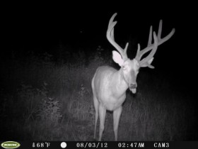 game camera pics