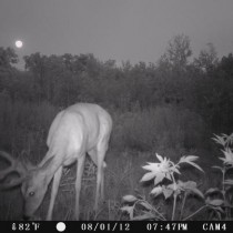 game camera pics