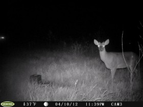 game camera pics